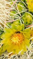 Bee In A Fishhook Barrel Cactus�